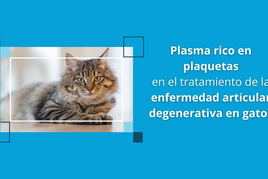 Plasma rico en plaquetas en el tratamiento de la enfermedad articular degenerativa en gatos