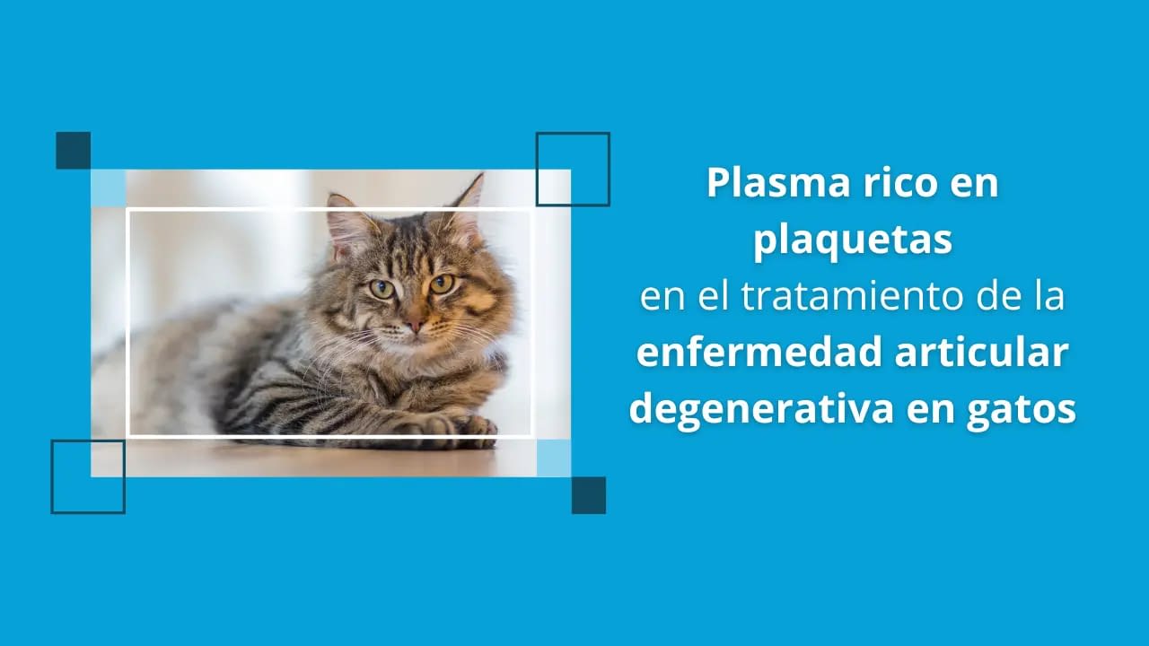Plasma rico en plaquetas en el tratamiento de la enfermedad articular degenerativa en gatos
